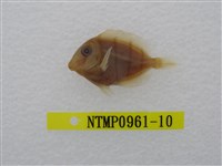 藏品(綠刺尾鯛)的圖片